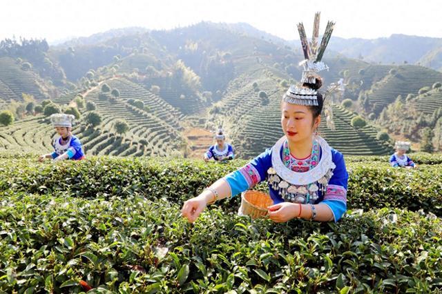 三江生态种植茶基地采茶现场。邓蕾雅 摄